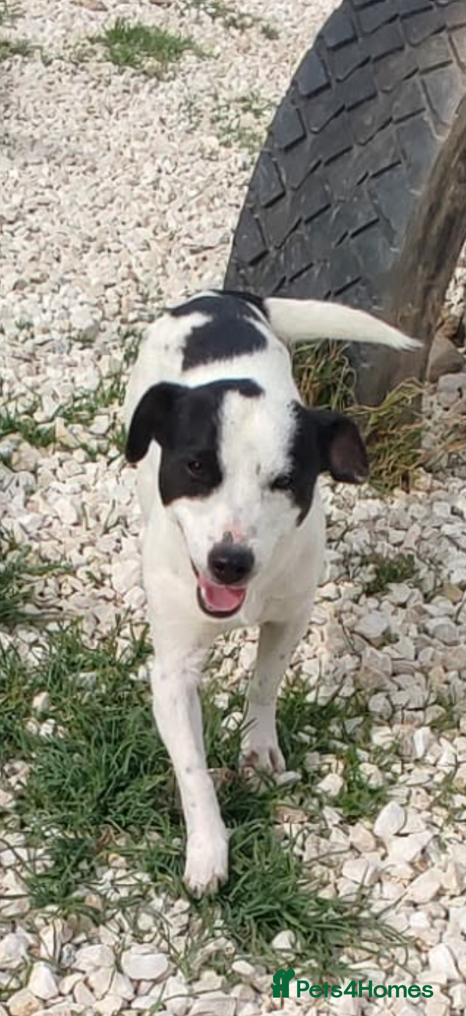 Mixed Breed dogs Marco 10 months Macedonian rescue  - Advert 1