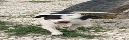 Mixed Breed dogs for adoption: Marco 10 months Macedonian rescue  - Advert 1