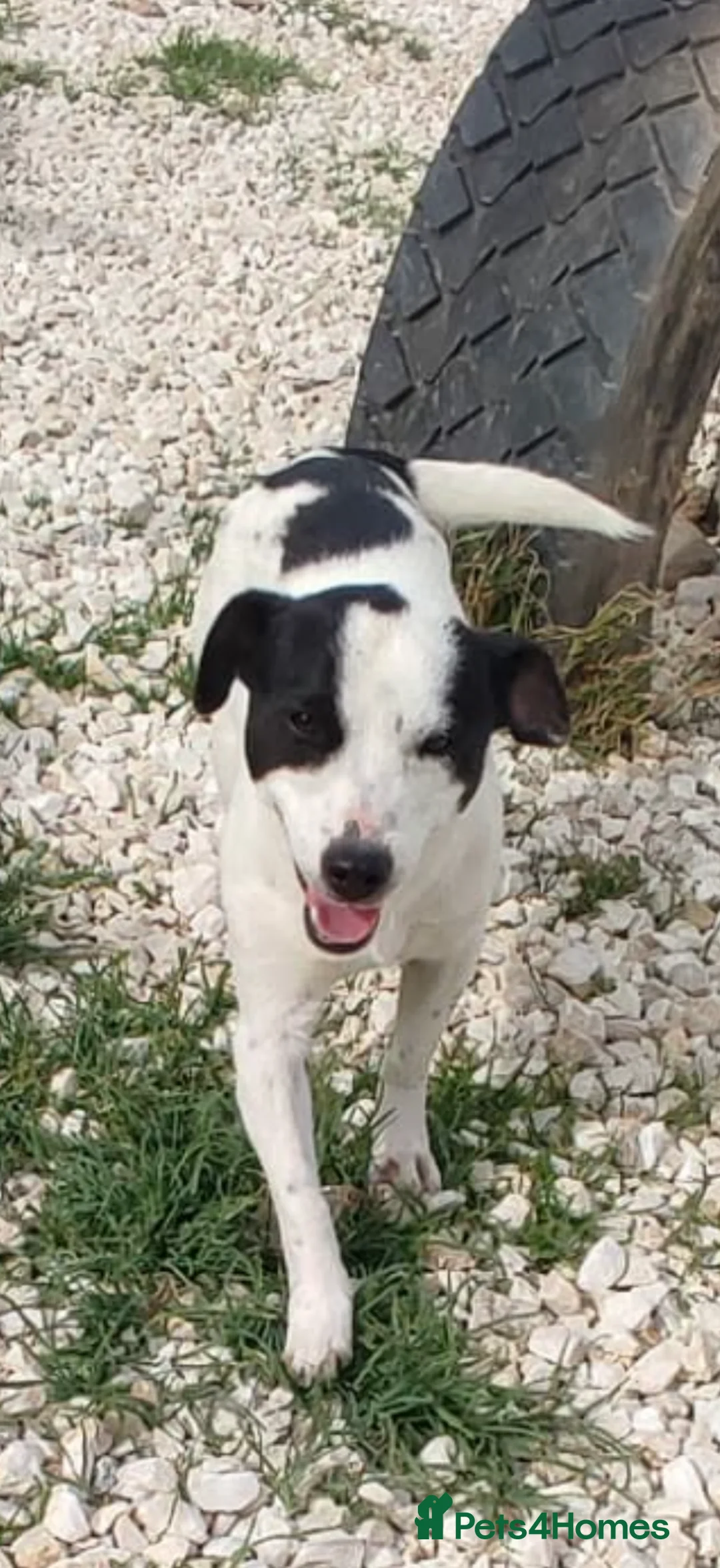 Mixed Breed dogs for adoption: Marco 10 months Macedonian rescue  - Advert 1