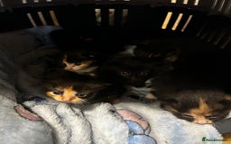 Ragcoon cats for sale: Ragdoll cross Maine coon - Image 19