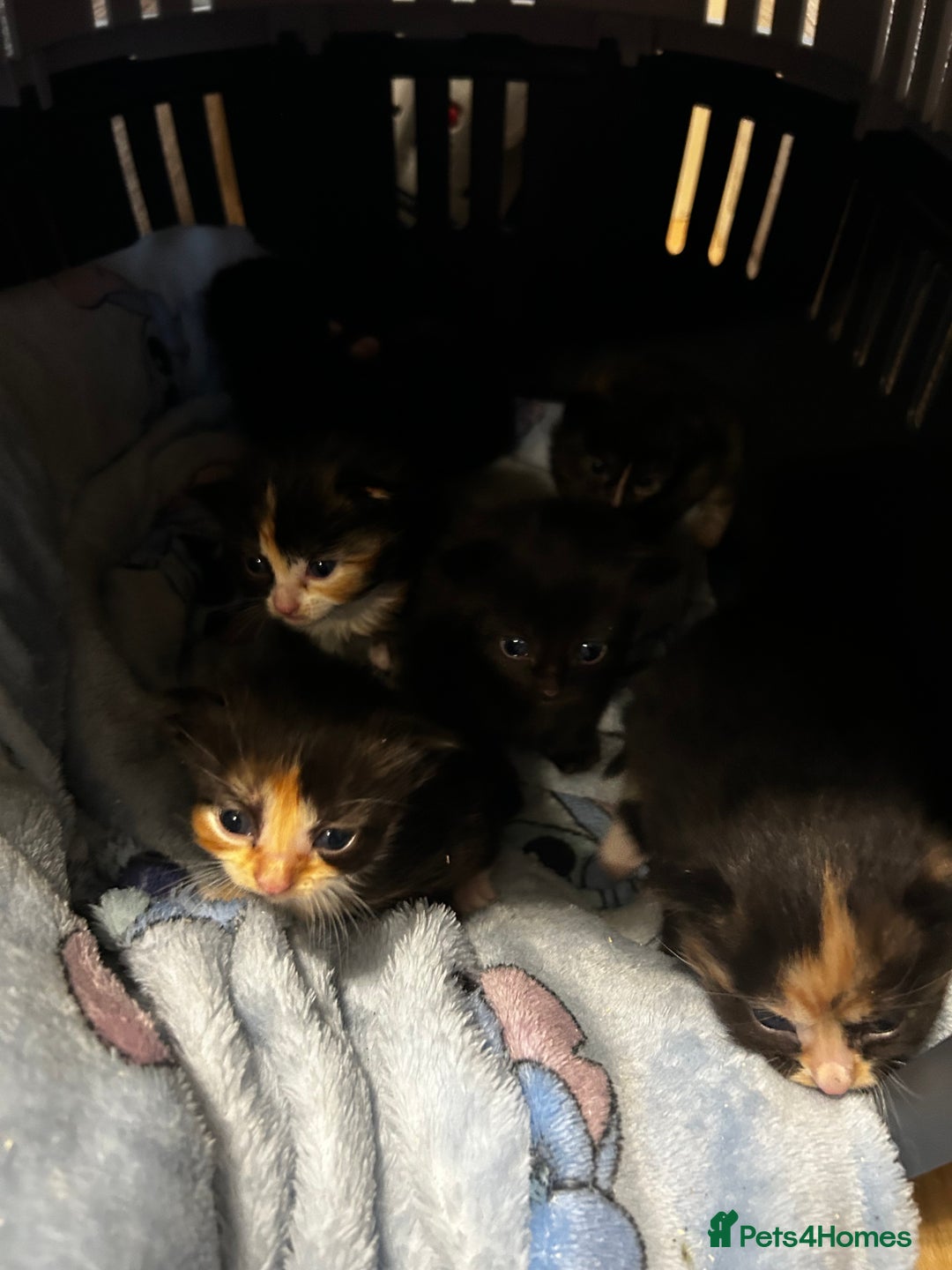 Ragcoon cats for sale: Ragdoll cross Maine coon - Image 19