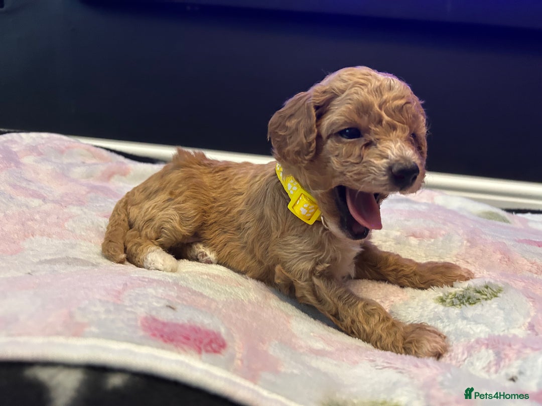 Cavapoo dogs for sale: F1BB cavapoo puppies  - Image 7