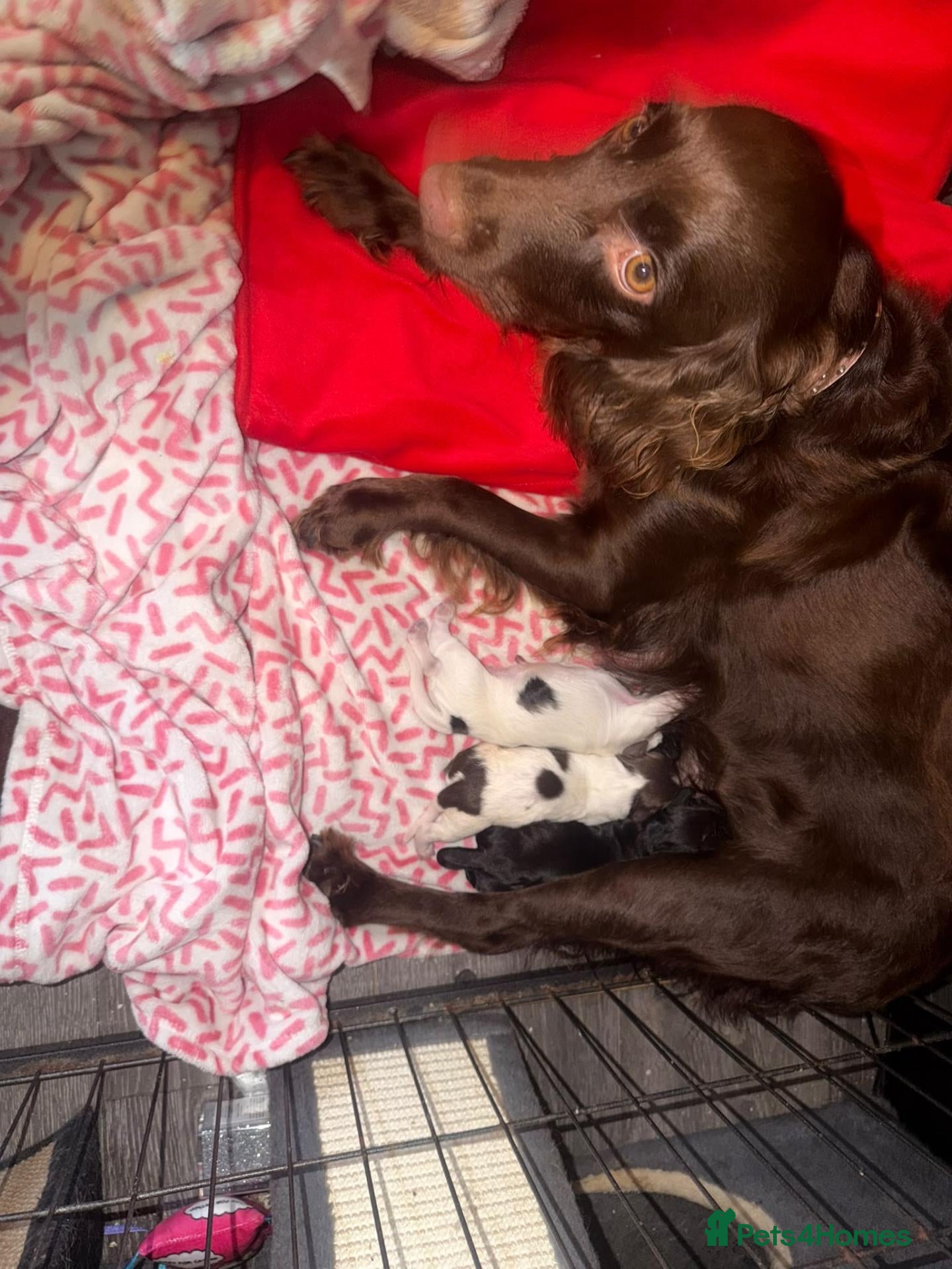 Cocker Spaniel dogs COCKER SPANIELS 2 Boys 1 Girl SCARBOROUGH  - Advert 1