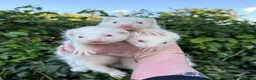 Ferret rodents for sale: Kits for sale  - Advert 2