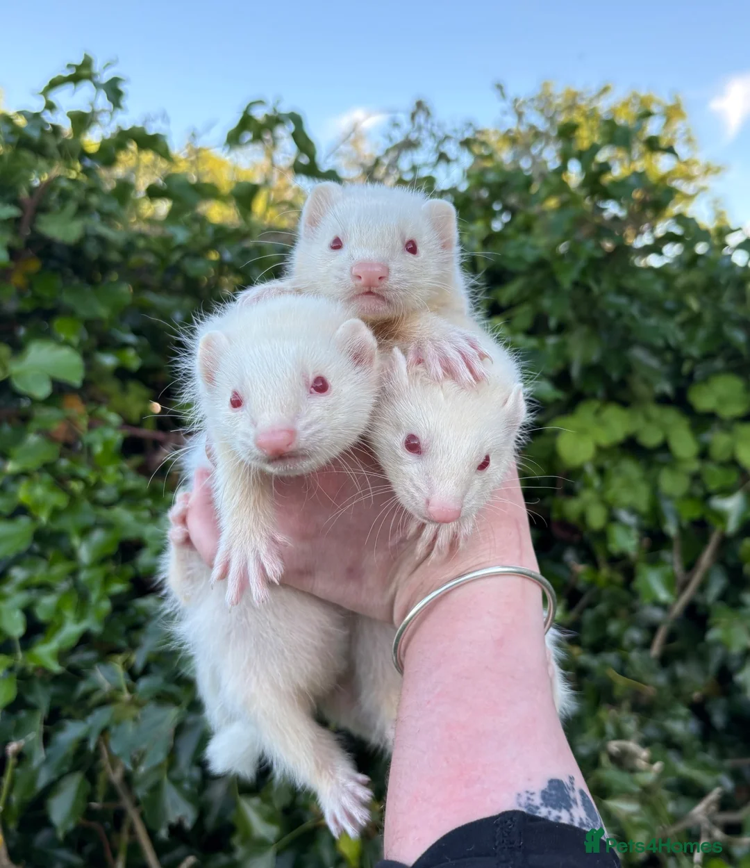 Ferret rodents for sale: Kits for sale  - Advert 2