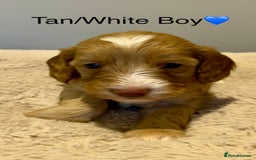 Cockapoo dogs for sale: 🐾STUNNING COCKAPOO PUPPIES🐾DNA TESTED PARENTS🧬 - Image 25