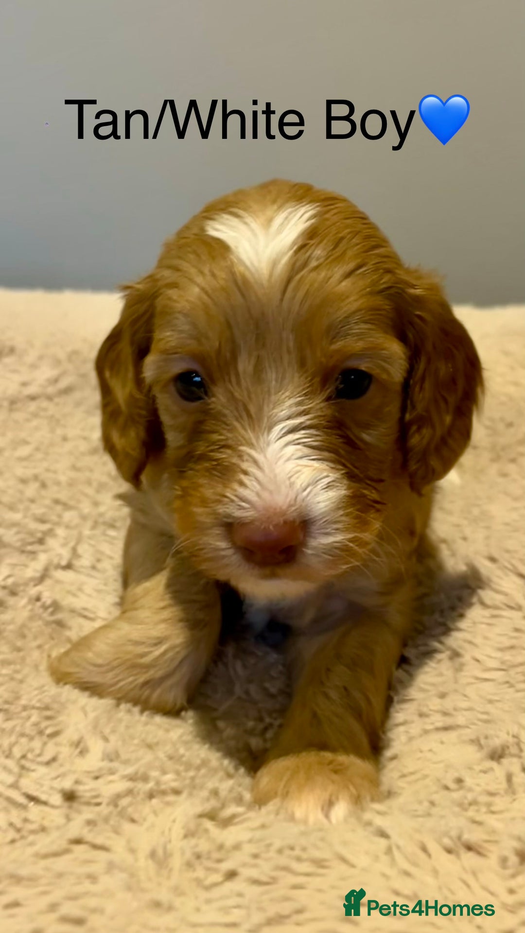 Cockapoo dogs for sale: 🐾STUNNING COCKAPOO PUPPIES🐾DNA TESTED PARENTS🧬 - Image 25