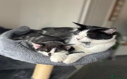 Turkish Van cats for sale: REMOMING 2 beautiful cats - Image 4