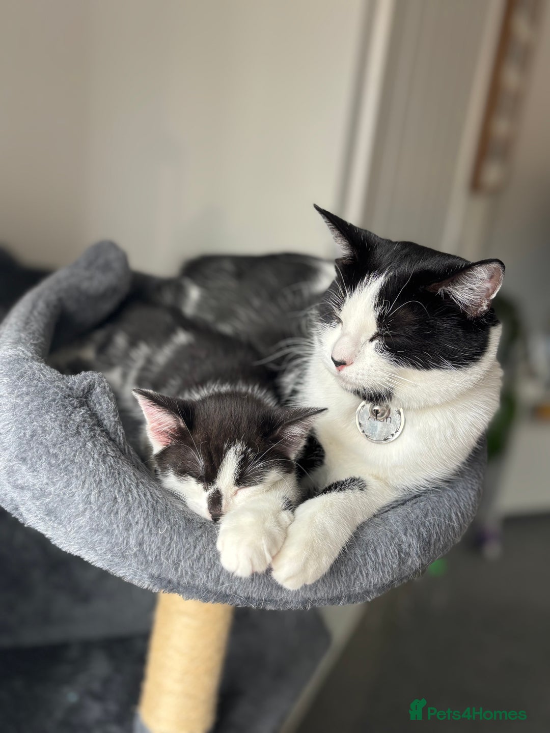 Turkish Van cats for sale: REMOMING 2 beautiful cats - Image 4