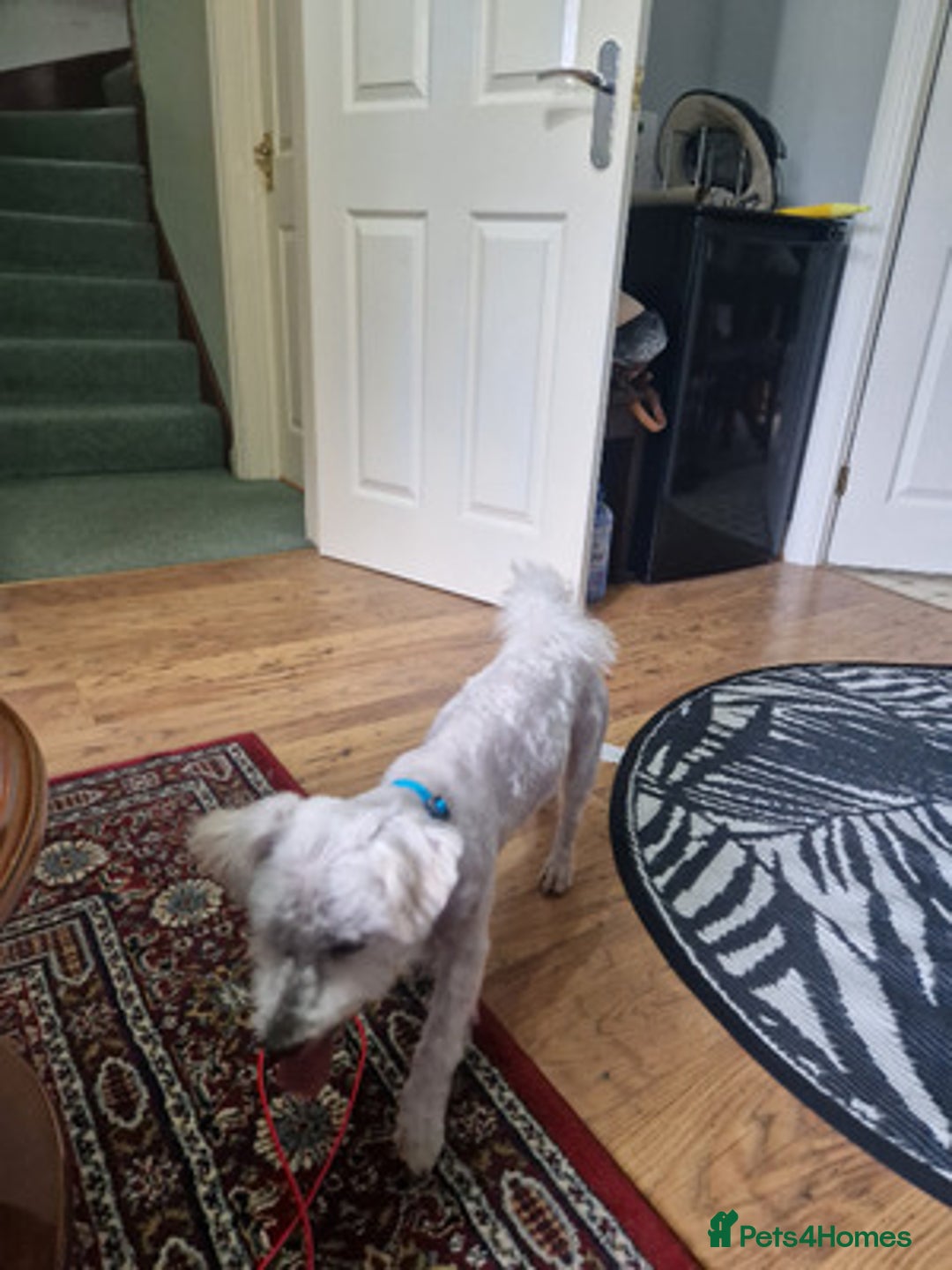 Bichon Frise dogs for sale: Lovely Bichon Frise - Advert 3