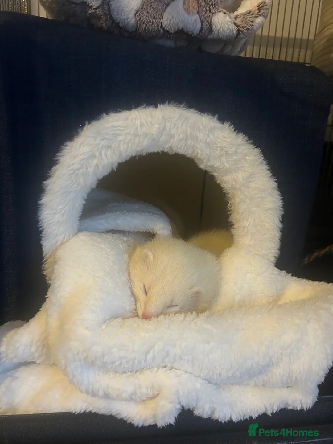 Ferret rodents for sale: Male Ferret  - Advert 2