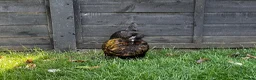 Chickens poultry for sale: Laying Hens just over a year old - Advert 4