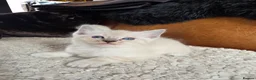 Ragdoll cats for sale: Beautifull Ragdoll Kittens - Advert 21