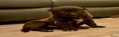 Mixed Breed Puppy 7