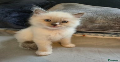 Ragdoll cats - Advert 4