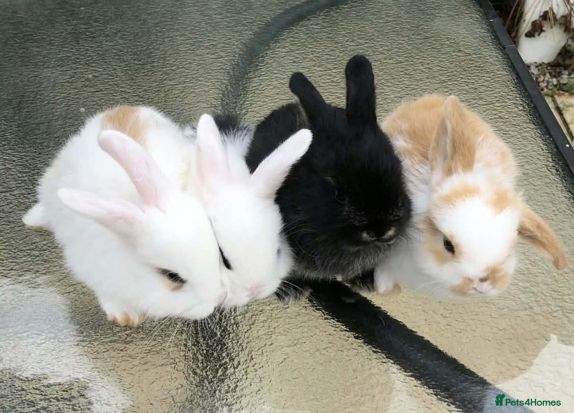 Mini Lop rabbits Mini Lops - Advert 1