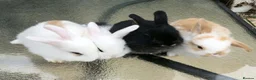 Mini Lop rabbits for sale: Mini Lops in Truro - Advert 1