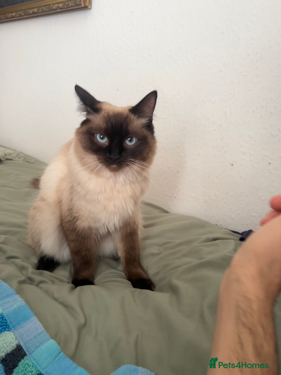 Ragdoll cats for sale: Beautiful rag doll cat - Image 2