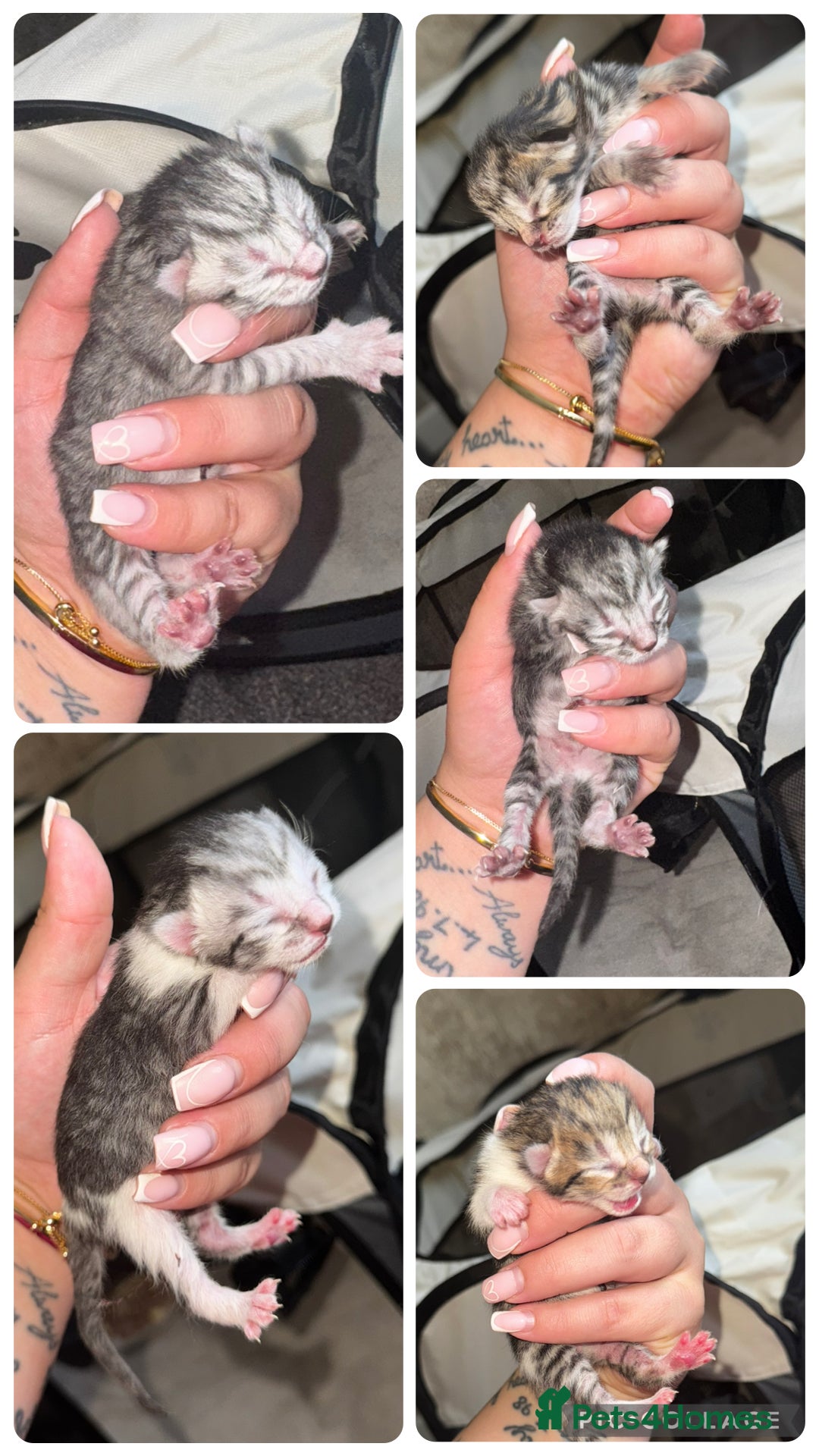 Mixed Breed cats for sale: Russian blue cross bengal tabby kittens - Image 1