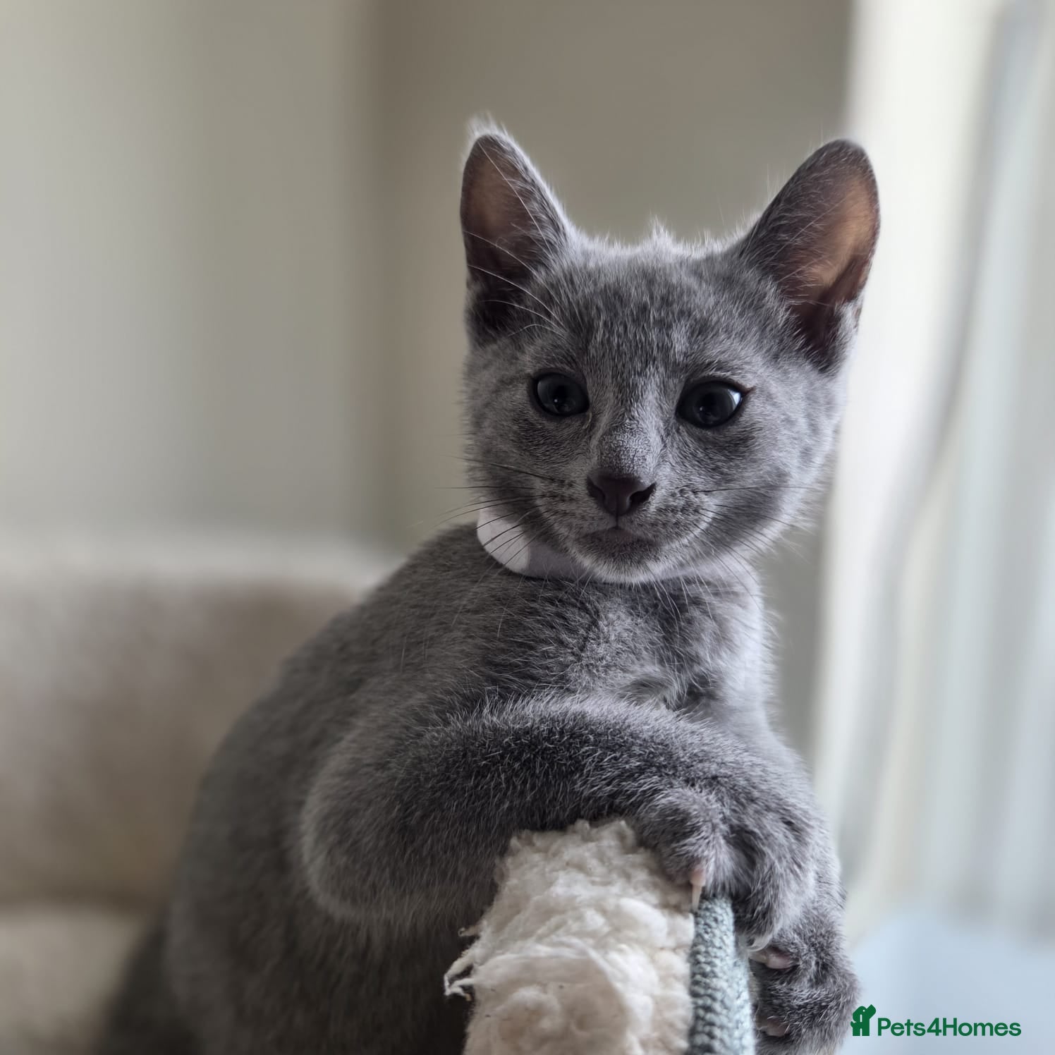 Russian Blue cats Stunning Russian Blue Boy - Tica registered  - Advert 2