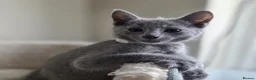 Russian Blue cats for sale: Two ⚜️Russian Blue Kittens – TICA Registered⚜️ - Advert 9