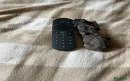 Miniature Dachshund dogs for sale: Long hair miniature dachshund  - Image 7