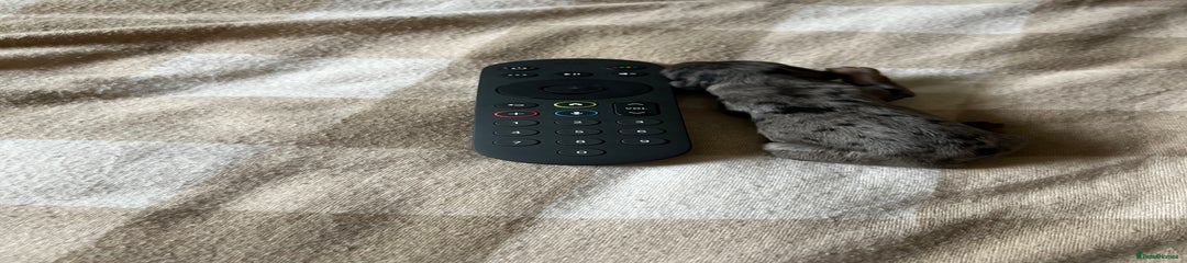 Miniature Dachshund Puppy 2