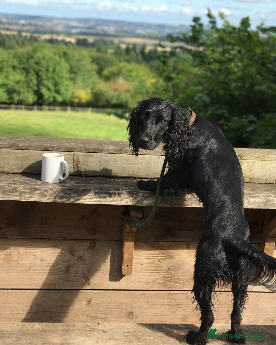 Cocker Spaniel dogs for stud: KC Registered Working Cocker Spaniel STUD - Advert 1