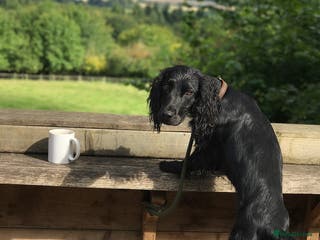 Cocker Spaniel dogs KC Registered Working Cocker Spaniel STUD - Advert 1