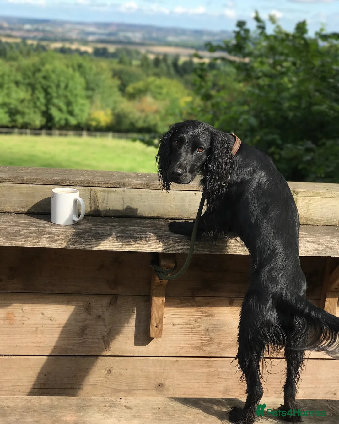 Cocker Spaniel dogs for stud: KC Registered Working Cocker Spaniel STUD - Advert 1