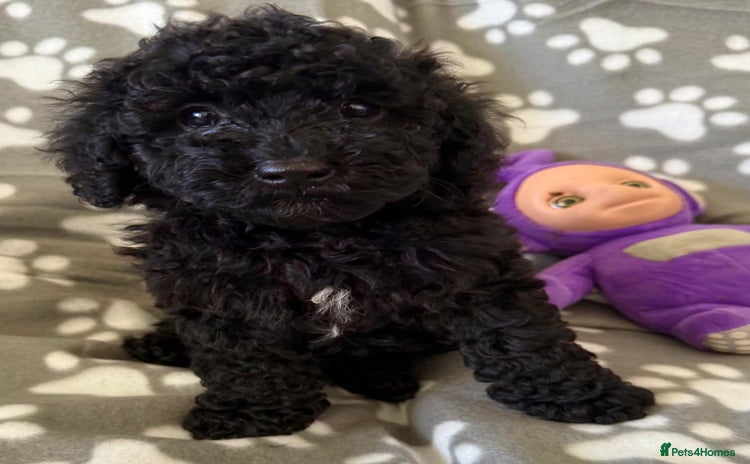 Cavapoo dogs - Advert 4