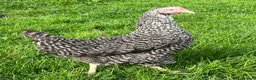 Chickens poultry for sale: POL Hybrid hens for sale in Hounslow! - Advert 8