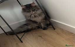 Maine Coon cats for sale: Maine coon  - Image 3