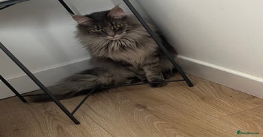 Maine Coon cats - Advert 8