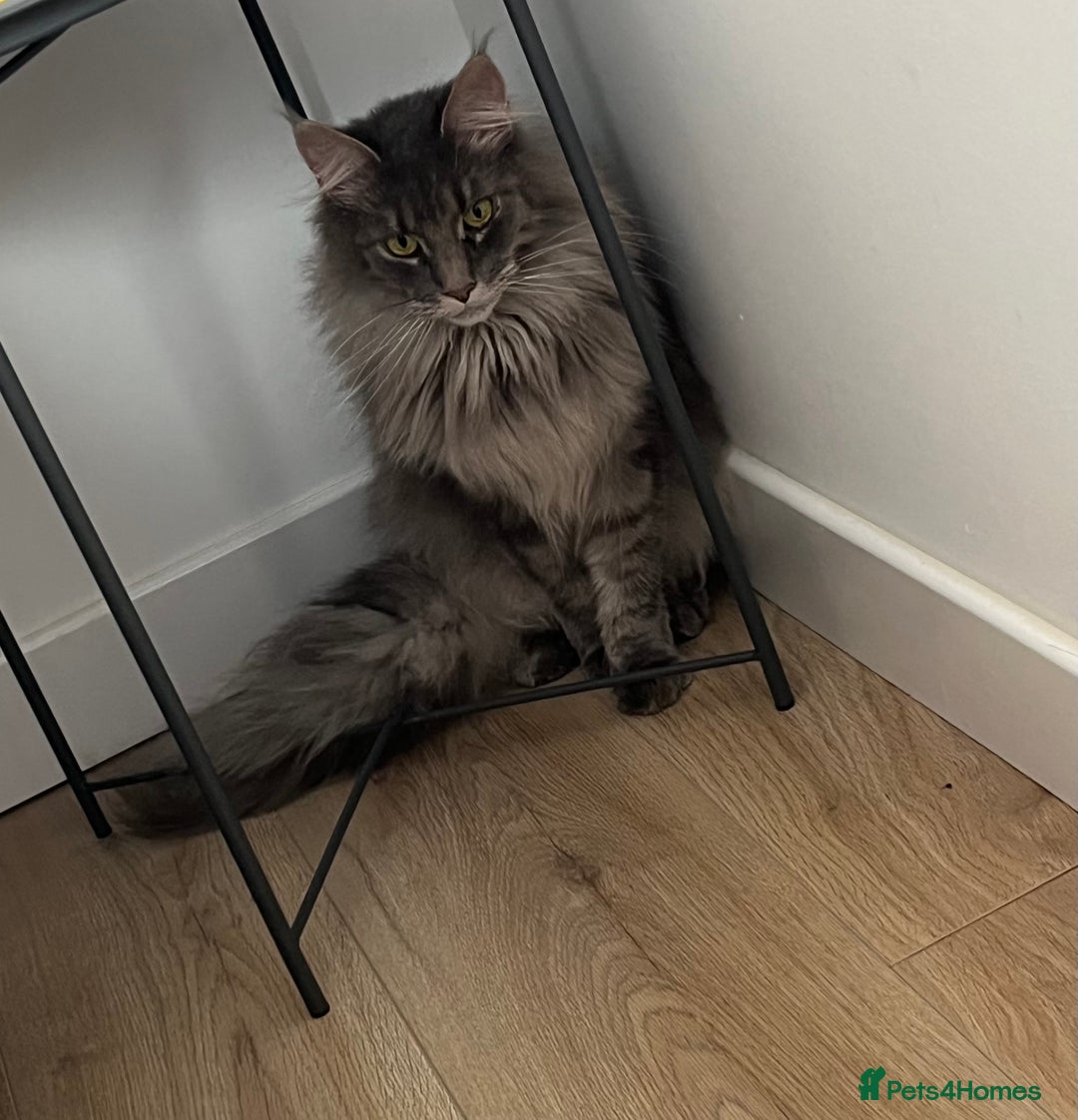 Maine Coon cats for sale: Maine coon  - Image 3