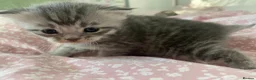 Maine Coon cats for sale: Beautiful Maine Coon X kittens  CUTIES!  - Advert 14