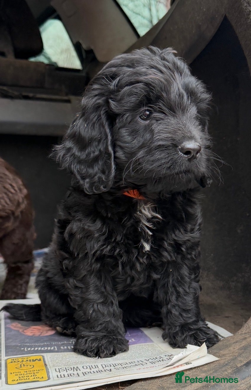 Cockapoo dogs F1 health tested Cockerpoos  - Advert 6