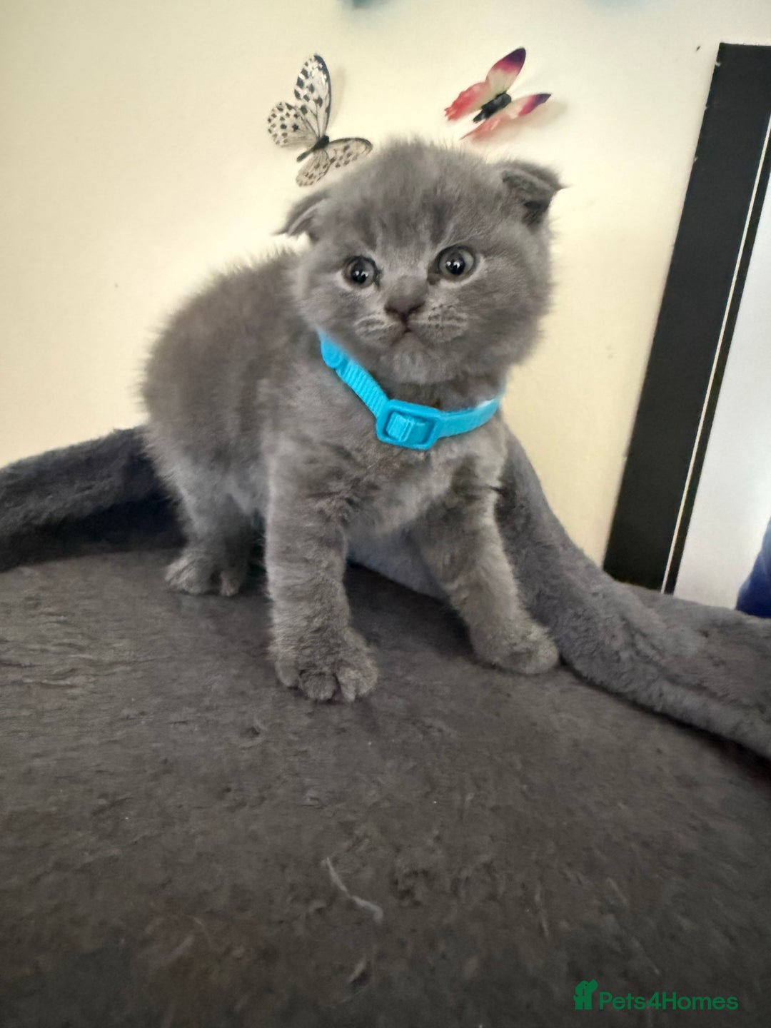 Scottish Fold cats for sale: Scottish fold - Image 10