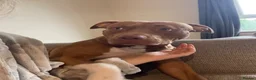 Staffordshire Bull Terrier dogs for sale: Brown and white Staff in Bracknell - Advert 2