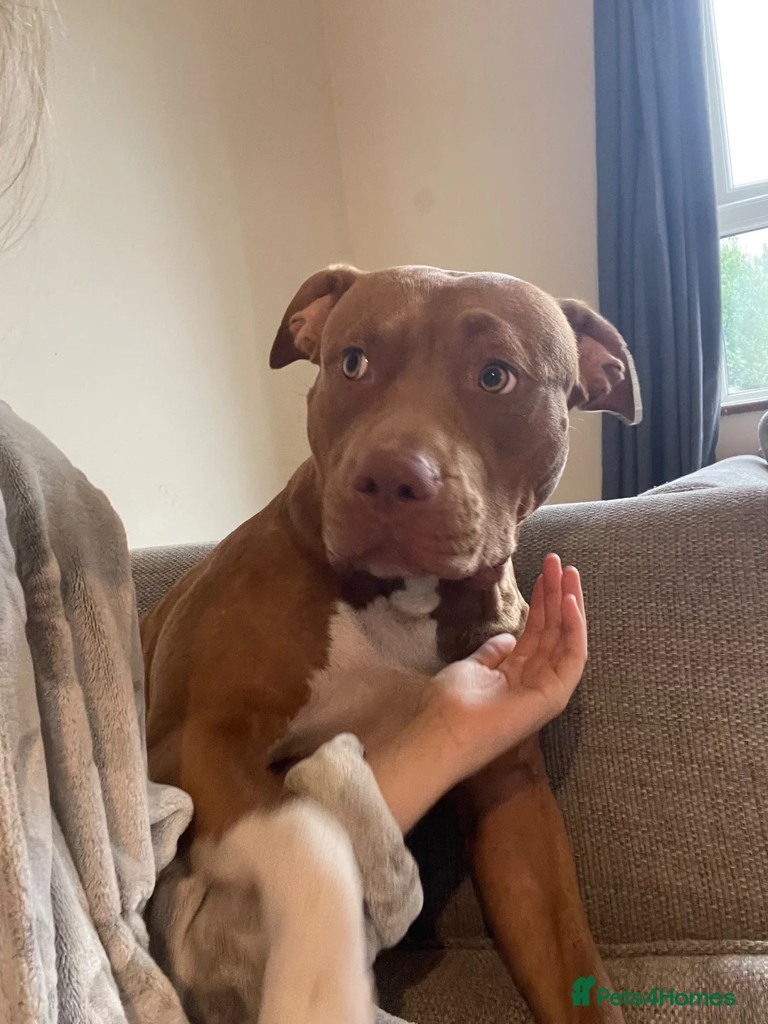 Staffordshire Bull Terrier dogs for sale: Brown and white Staff in Bracknell - Advert 2