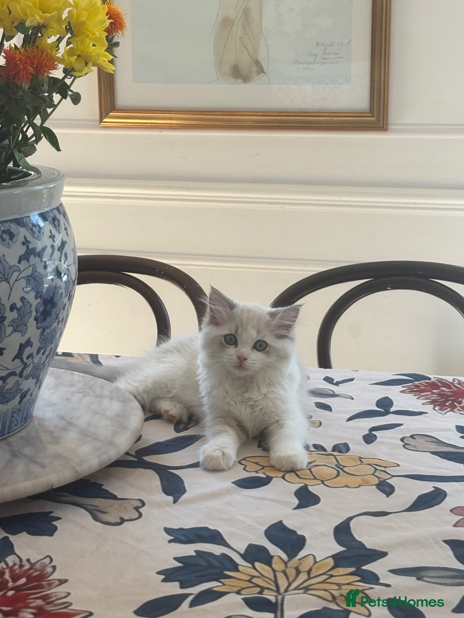 Ragdoll cats One boy and one girl available  - Advert 7