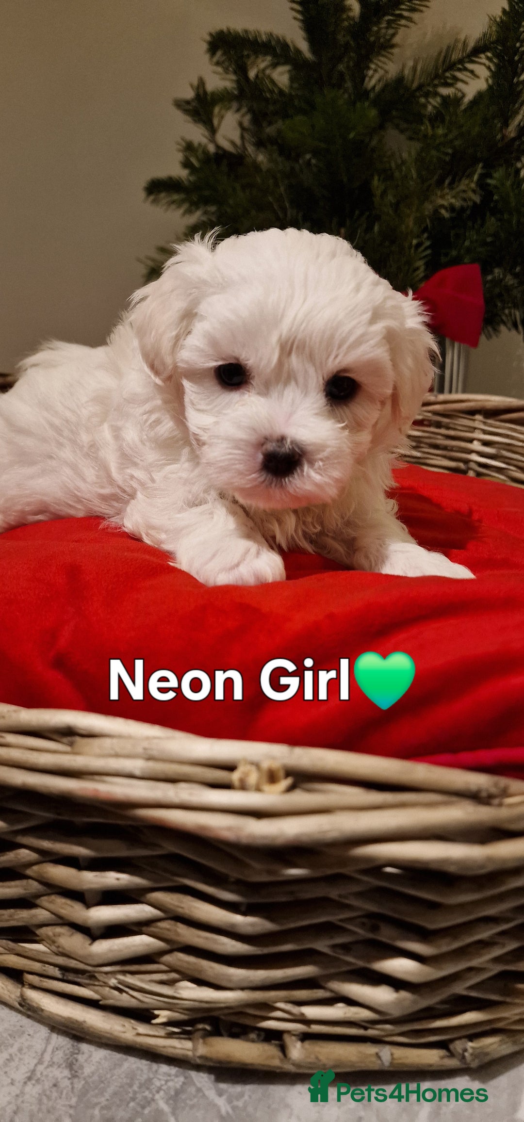 Maltese dogs for sale: 🐶🤍 Beautiful Maltese Girl Puppies 🤍🐶 - Advert 9