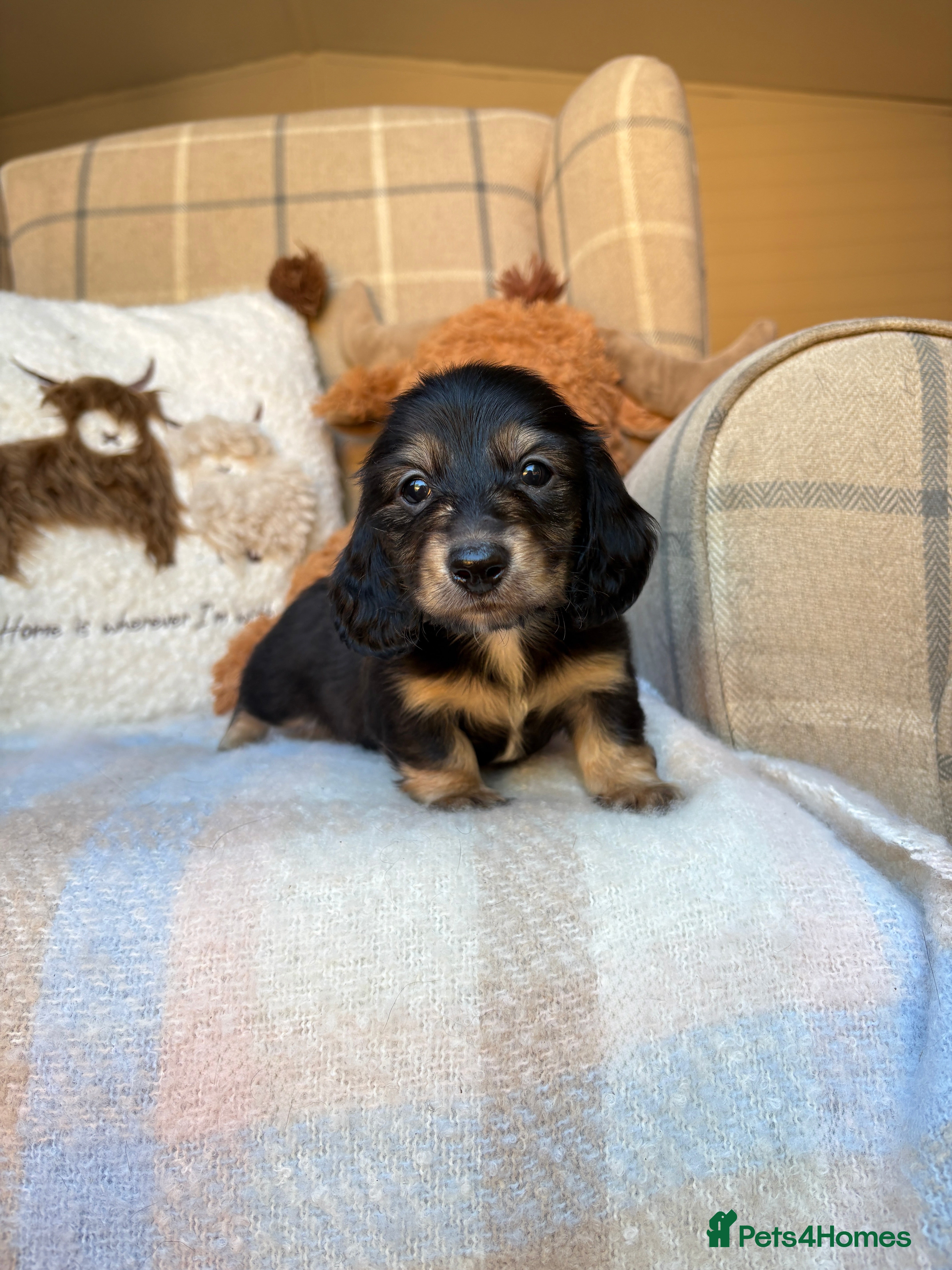 Miniature Dachshund dogs CREAM MINIATURE LONG HAIRED DACHSHUNDS🤍 - Advert 2