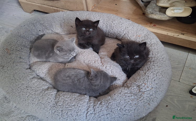British Shorthair cats - Advert 11