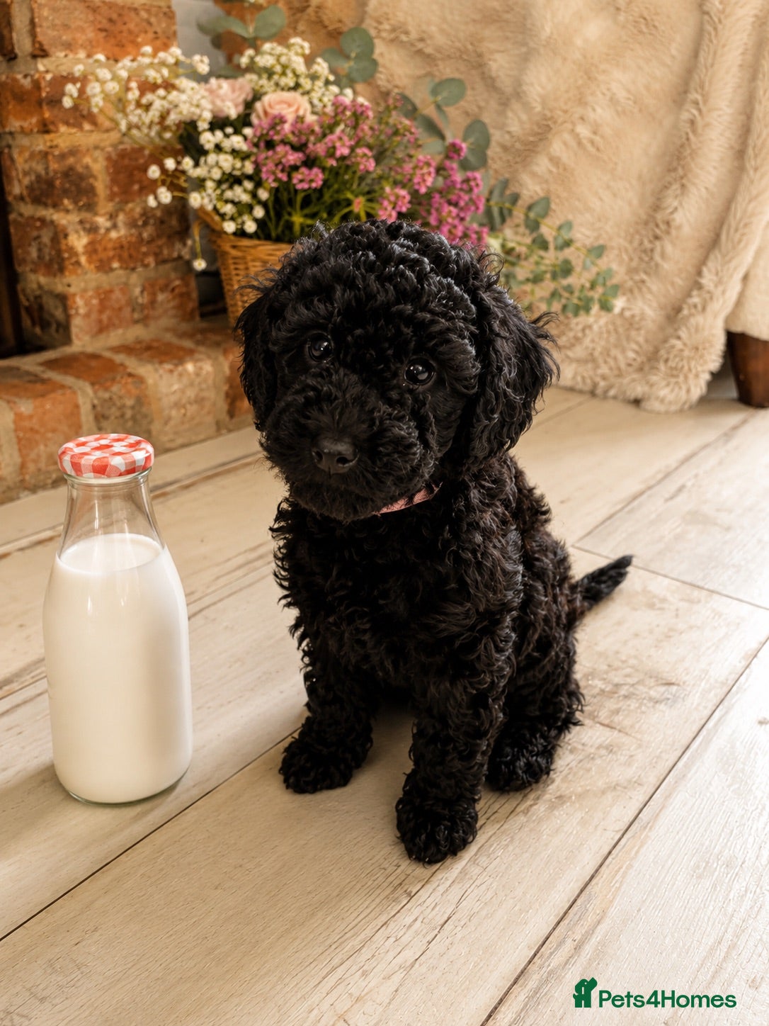 Toy Poodle dogs Tiny Toy Poodle Puppies – Ready to Leave Thursday - Advert 7