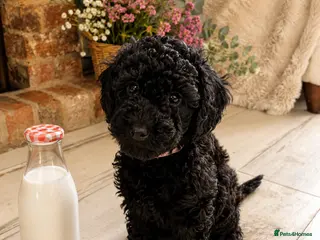Toy Poodle dogs Tiny Toy Poodle Puppies – Ready to Leave Thursday - Advert 7