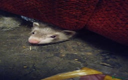 Ferret rodents for sale: Danny  - Image 4