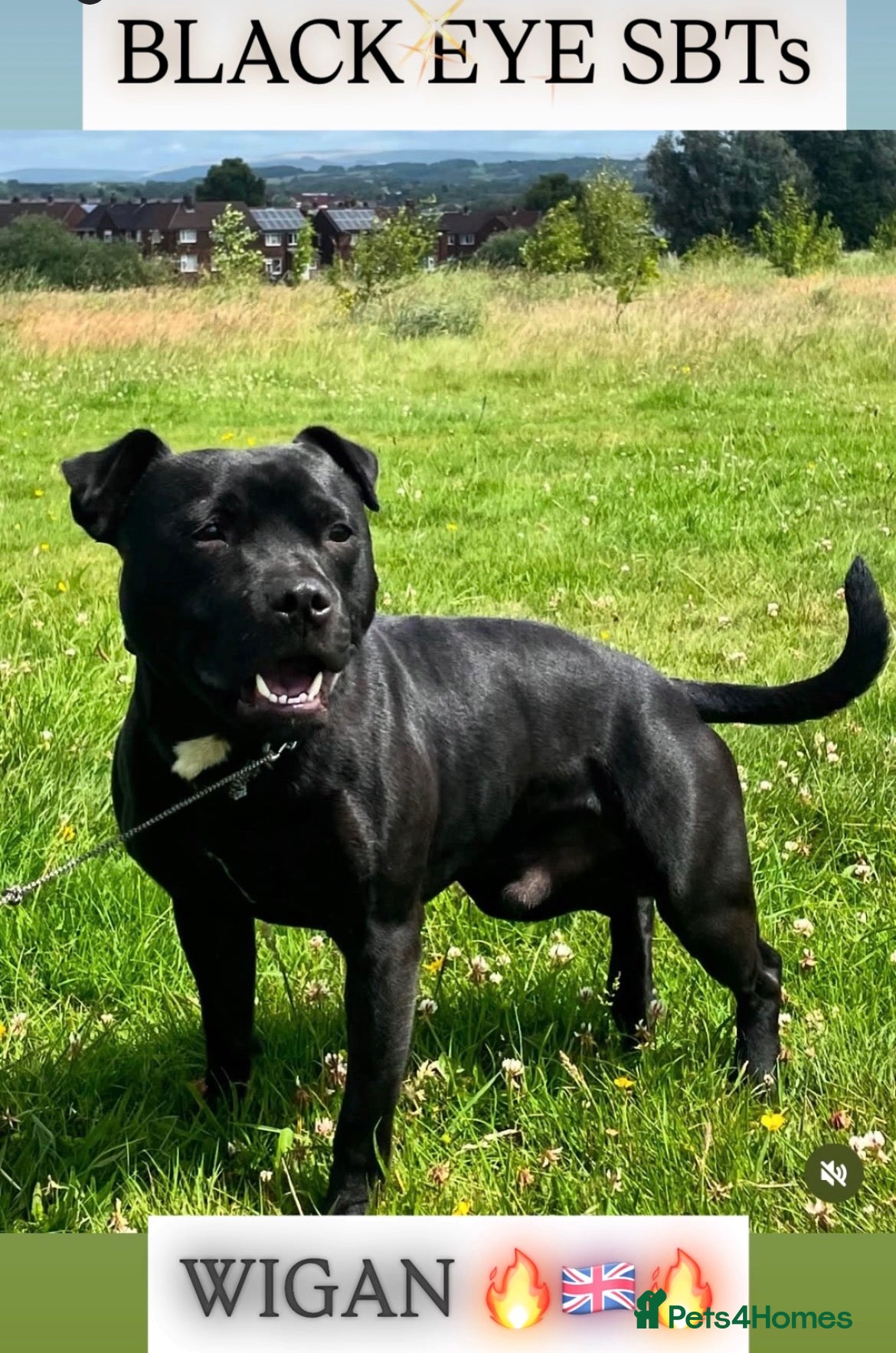 Staffordshire Bull Terrier dogs Black Eye SBTs this season litter 3 boys 3 girls  - Advert 1