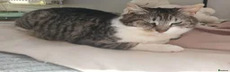 Mixed Breed cats for adoption: Mercury for adoption - Advert 5