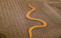 Snake reptiles for sale: CB21 Female Albino Hognose  - Advert 3